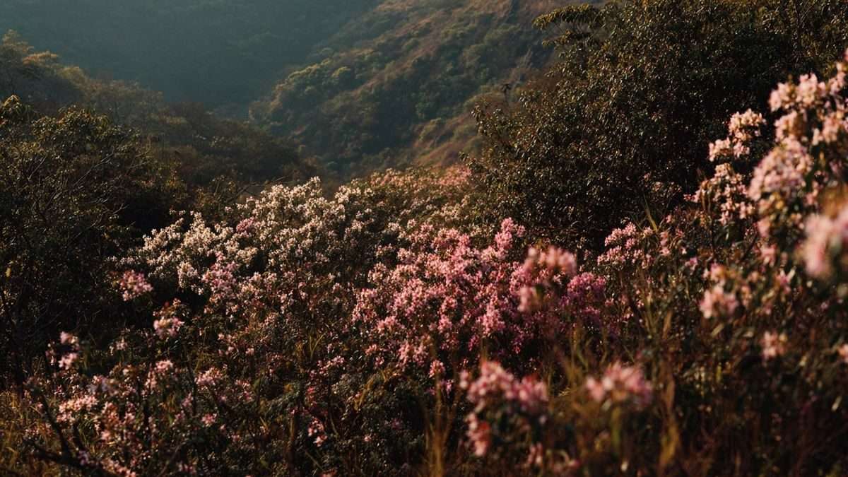 L'impact du changement climatique sur la migration des étourneaux