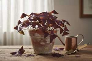 Oxalis triangularis : culture à l’extérieur