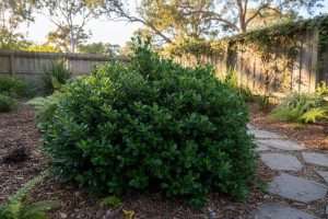 Pittosporum tenuifolium Kohuhu : un arbuste d’exception