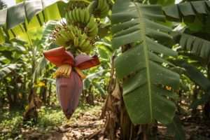 Bananier en fleur : que faire pour une belle récolte ?